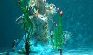 血精灵牧师 血精灵牧师