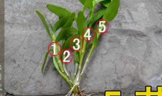 金钗石斛多少钱一斤